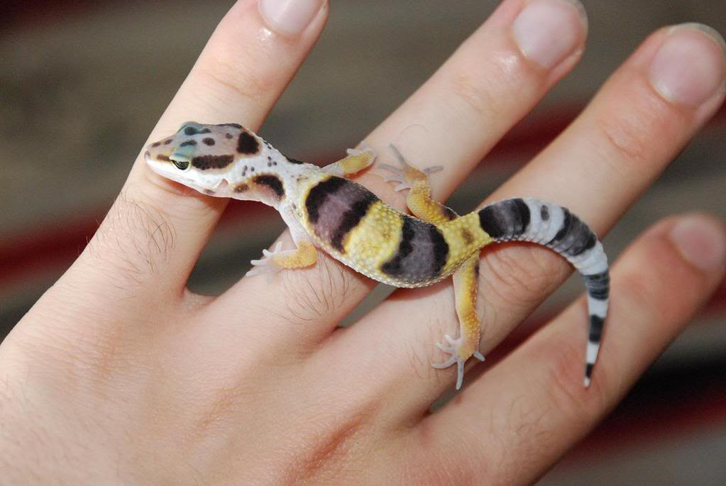 1rGecko-1mes.jpg
