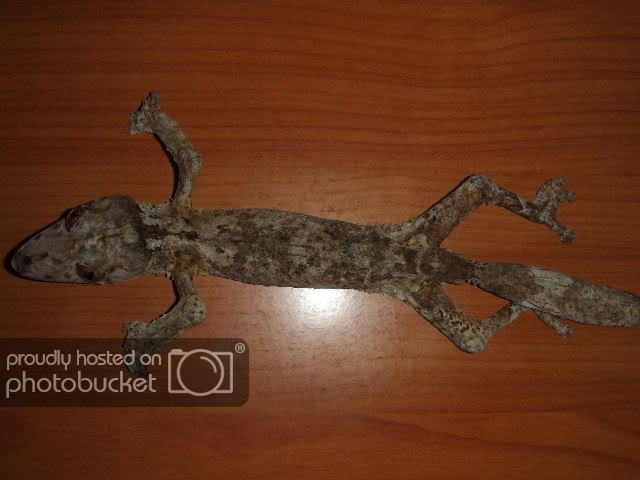 uroplatusmuerto1.jpg