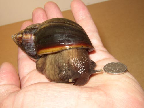 Snail1.jpg