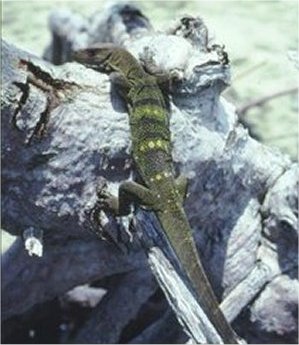 varanus-spinulosus.jpg