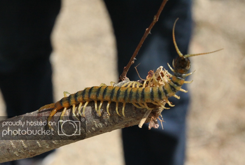 Scolopendra3.jpg
