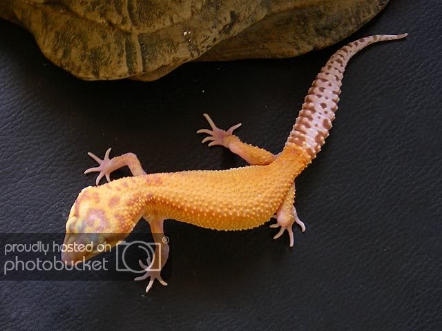 Geckorap-mach1.jpg