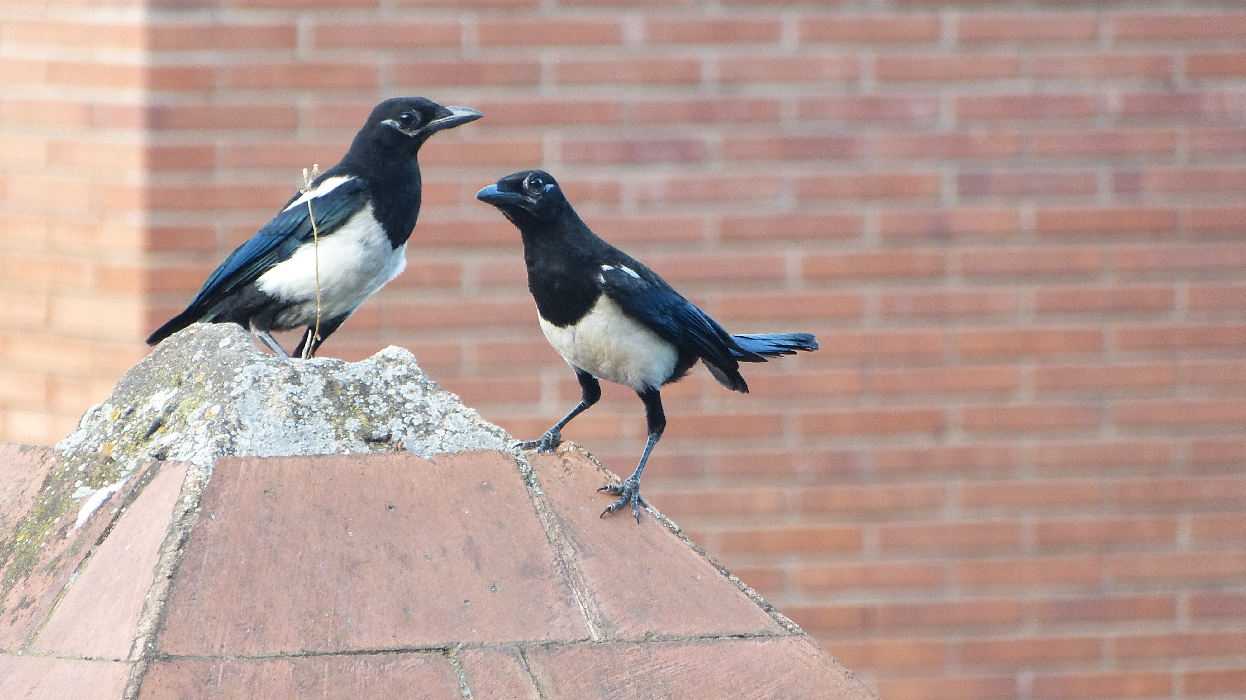 aquilanaturaleza.wordpress.com