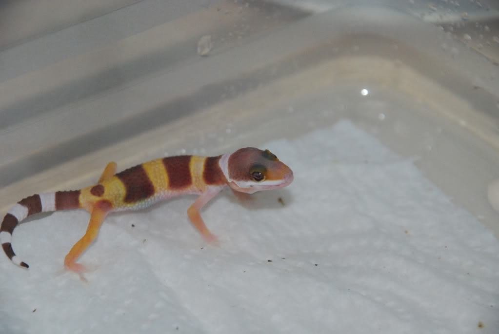 geckos09003.jpg