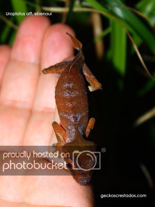 uroplatus_ebenaui_female1.jpg