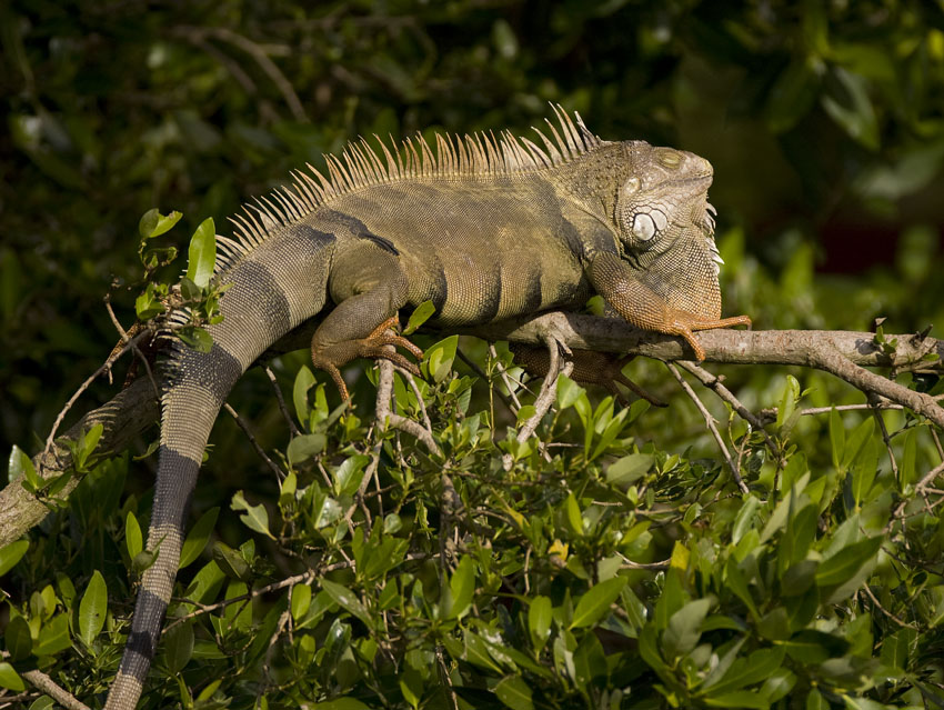iguanaiguana1.JPG