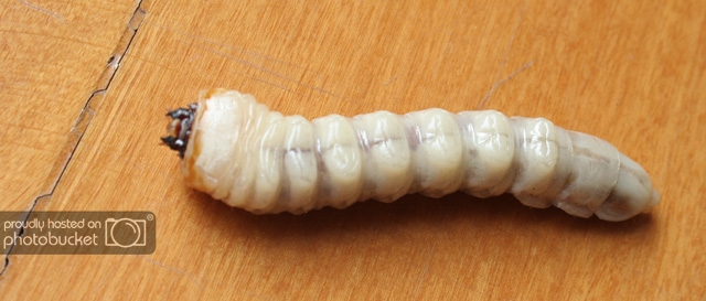 larva003.jpg