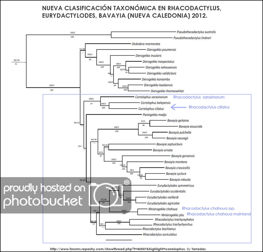 taxontree_rhacodactylus_2012.jpg