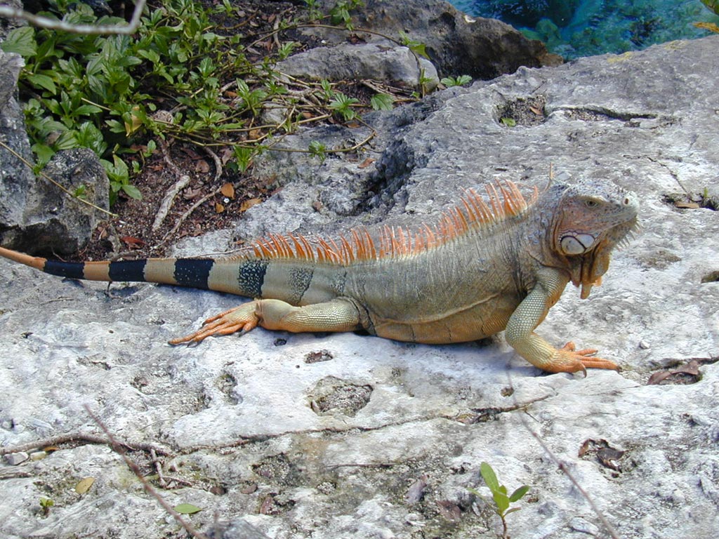 iguana.jpg