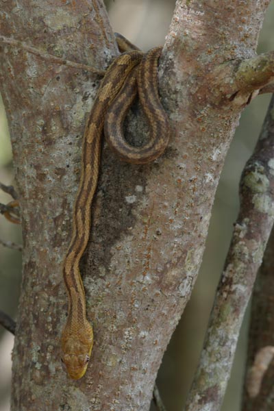04020714PD_ratsnake.jpg