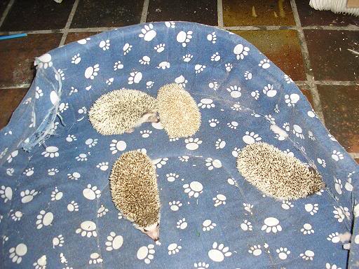 erizos.jpg