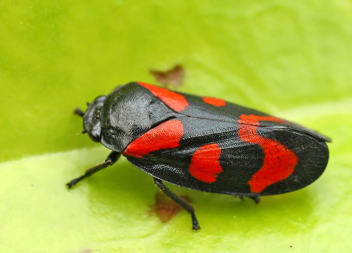 Cercopis_vulnerata_(2006-06-04).jpg