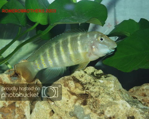 gobio3.jpg