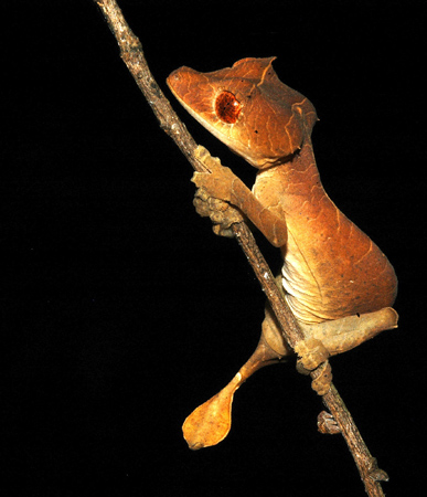 uroplatus.jpg