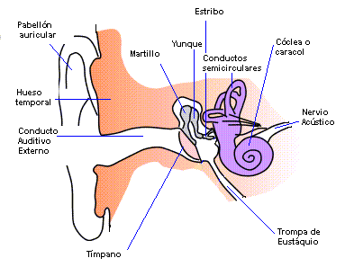 Anatomia_oido_humano.png