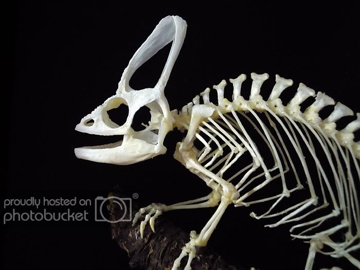 chamaleo-skeleton2.jpg