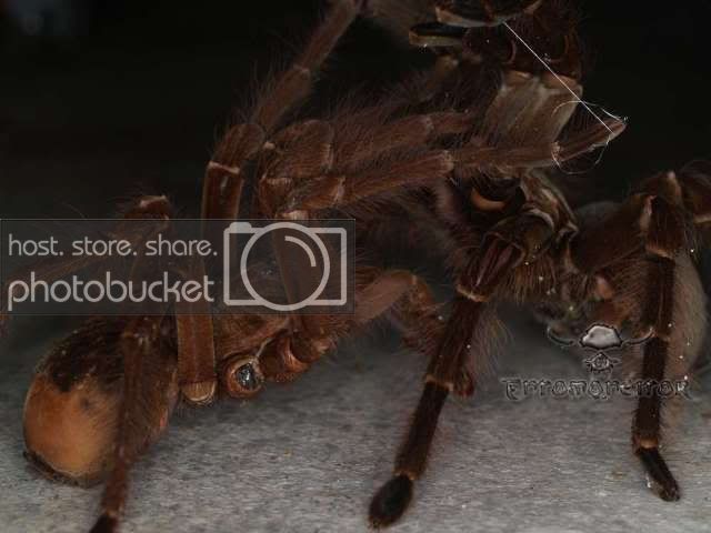VR22_blondicopula.jpg