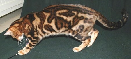 BengalCatTricoloredMarble2.jpg