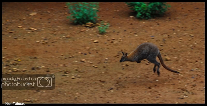 wallaby3.jpg