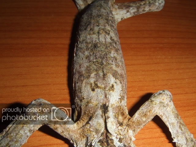 uroplatusmuerto4.jpg