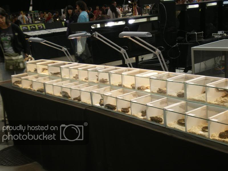 ExpoterrariaSeptembre2008018Medium.jpg
