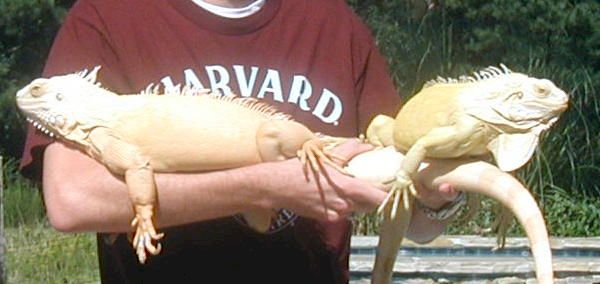 iguana1.jpg