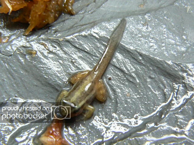 Froglet1.jpg