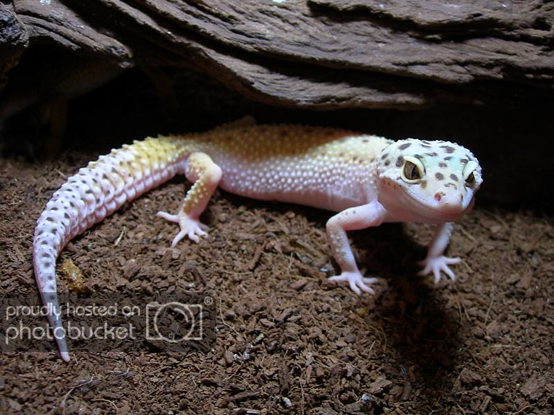geckarap-1.jpg