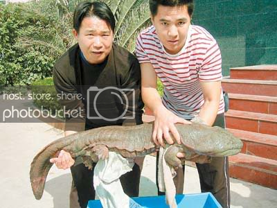 17972huge_salamander_found.jpg