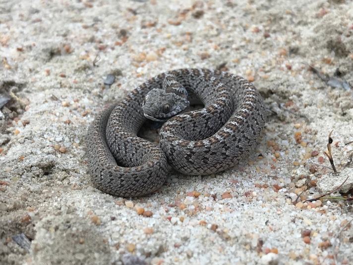 reptilesmagazine.com