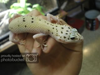 geckos010.jpg