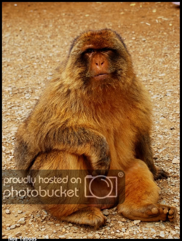 macaco12.jpg