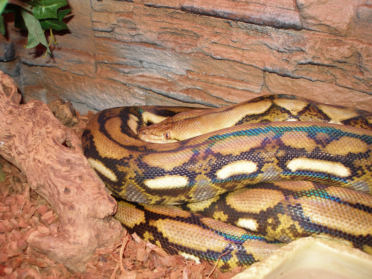 Pitón Reticulada Postea fotos de tu Retic. Fauna Exótica