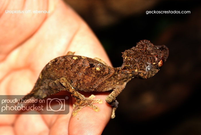 uroplatus_ebenaui_male.jpg