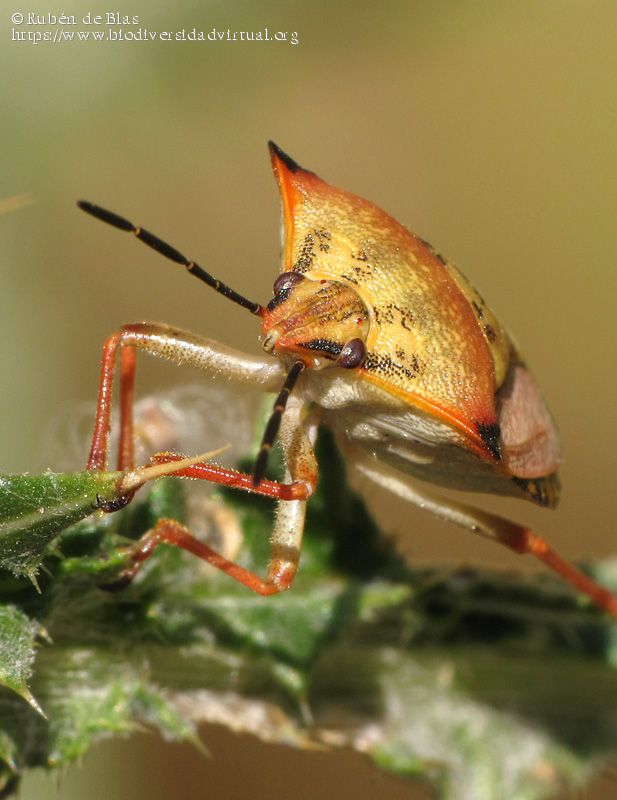 Carpocoris_fuscispinus_232250.jpg