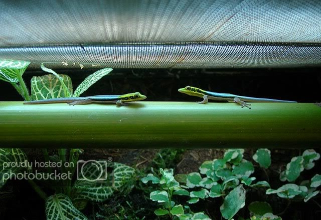 Phelsuma-klemmeri2.jpg
