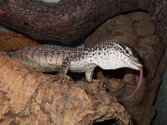 Varanus-similis-03000009982_01.jpg