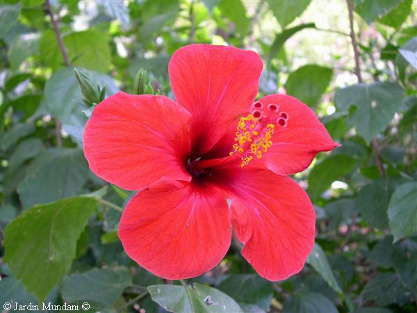 hibiscus-sevillla.jpg