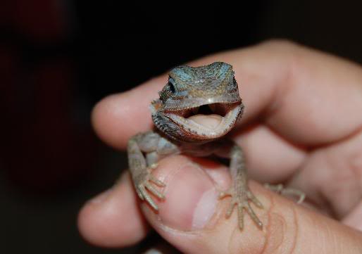Pogona6.jpg