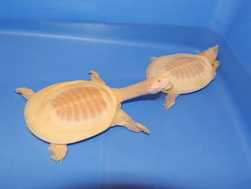 ALBINOchineseSOFTshellBOTTOM(1).jpg