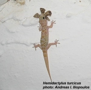 gecko.JPG