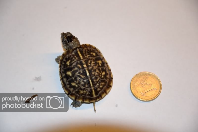 minitortuga.jpg