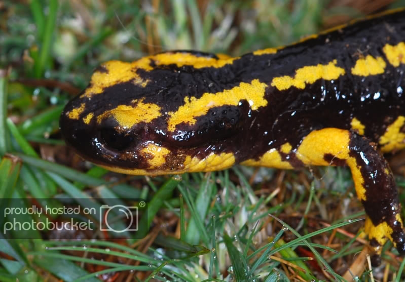 salamandra2.jpg