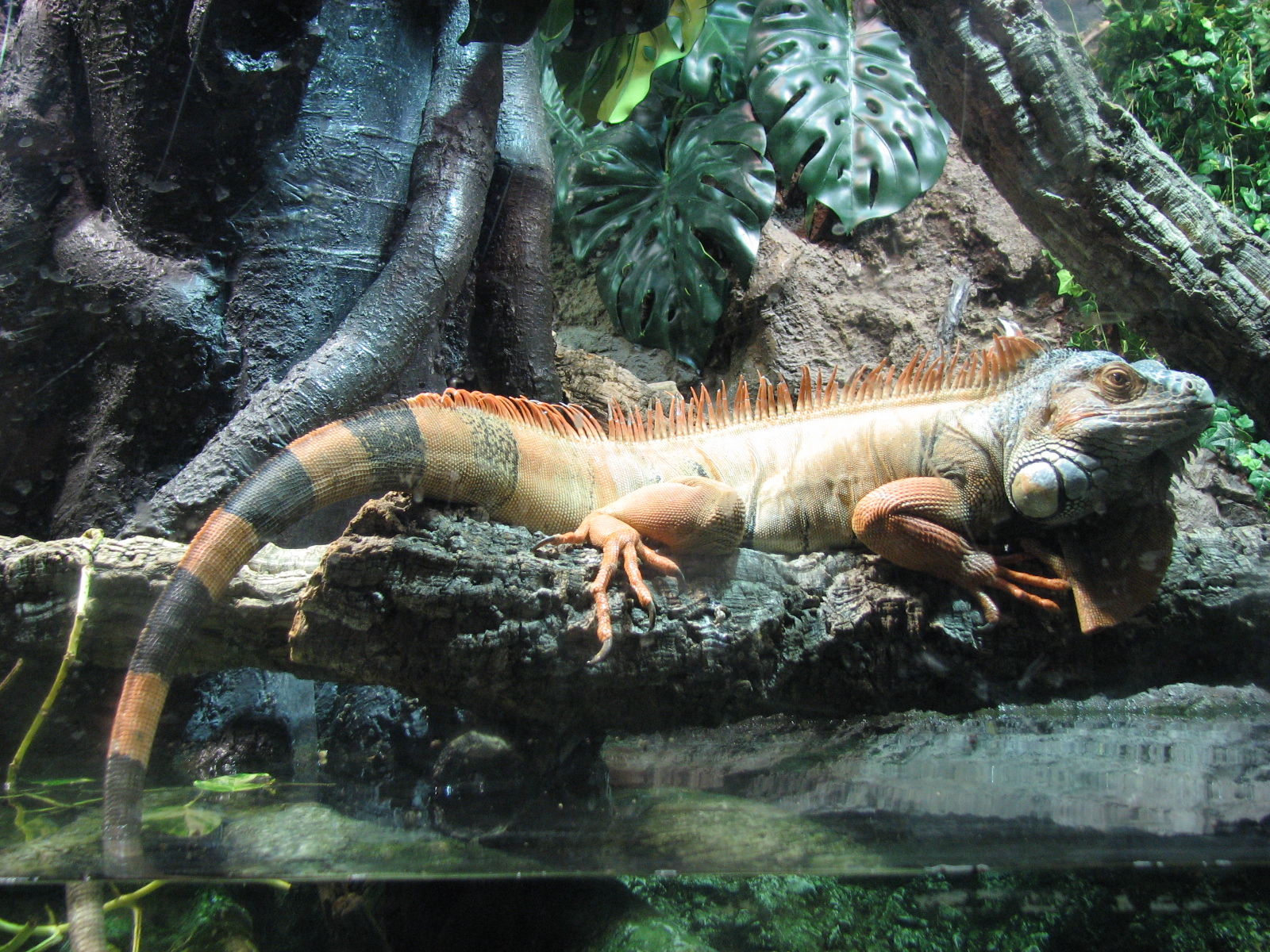 Iguana_Aquarium_Barcelona.jpg