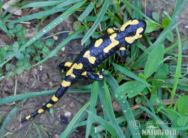 salamandra-comun-85871.jpg