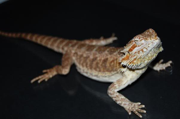 Pogona9.jpg