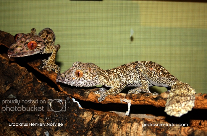 uroplatus_henkely_nosybe.jpg