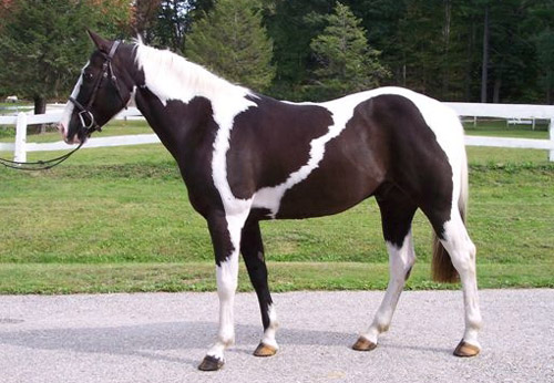 piebald-horse.jpg