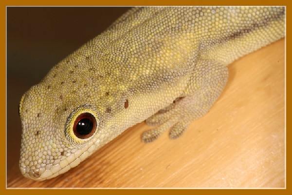 63606phelsuma_kely-med.jpg