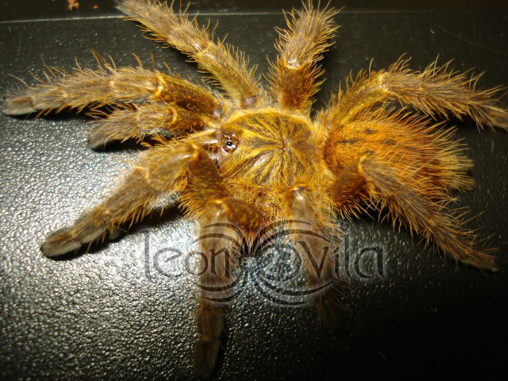 P.murinus.jpg